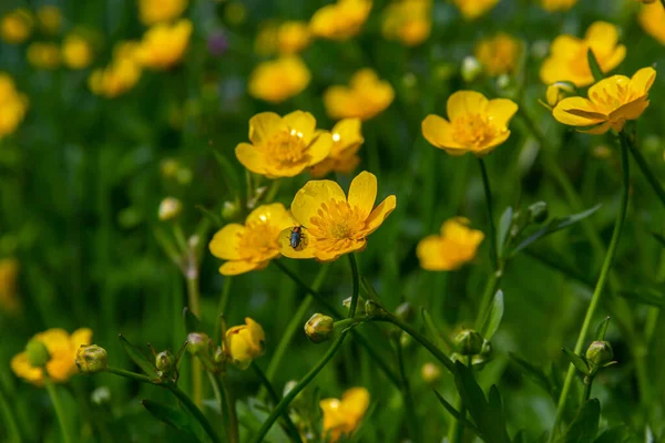 Close Ranunculus Repens Creeping Buttercup Flowering Plant Buttercup Family Ranunculaceae — Stock Photo, Image