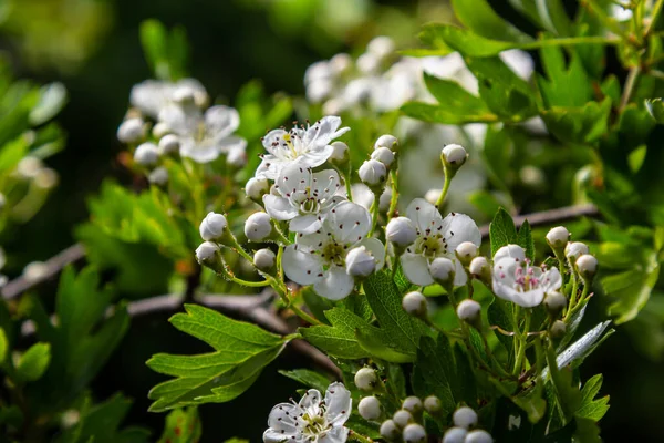 Stock image Close-up of a branch of midland hawthorn or crataegus laevigata with a blurred background photographed in the garden of herbs and medicinal plants.