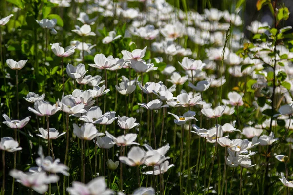 Fleurs Blanches Printemps Dans Pelouse Verte Herbe Fleurs Blanches Anémone — Photo