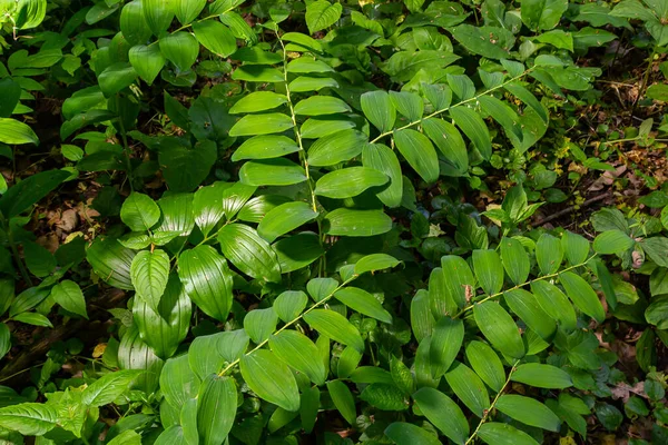 Polygonatum Multiflorum Pieczęć Salomona Harfa Dawida Drabinka Nieba Lub Pieczęć — Zdjęcie stockowe