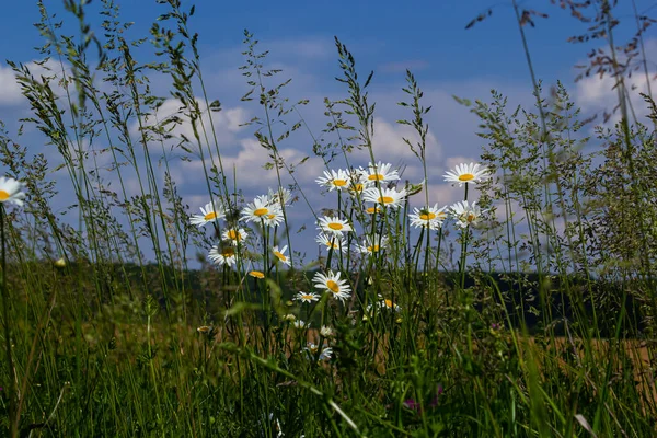 Dzikie Stokrotki Rosnące Łące Białe Rumianki Oko Stokrotka Leucanthemum Vulgare — Zdjęcie stockowe