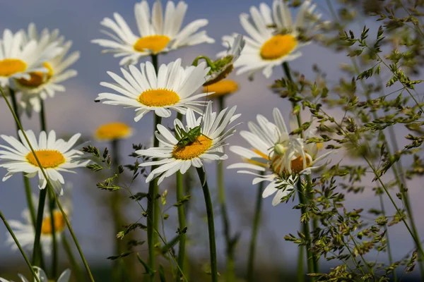 Fleurs Marguerites Sauvages Poussant Sur Prairie Camomilles Blanches Sur Fond — Photo