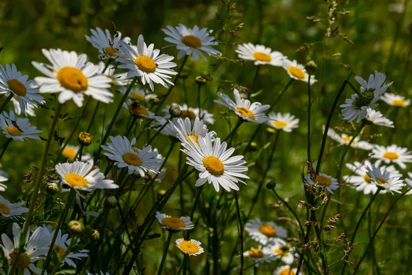 Fleurs Marguerite Sauvage Poussant Sur Prairie Camomilles Blanches Marguerite Oxeye — Photo