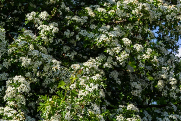 Close Branch Midland Hawthorn Crataegus Laevigata Blurred Background Photographed Garden — Stock Photo, Image