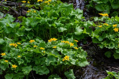 Baharda, Caltha Palustris nemli alder ormanında yetişir. Baharın ilk zamanları, sulak alanlar, sel basmış orman..