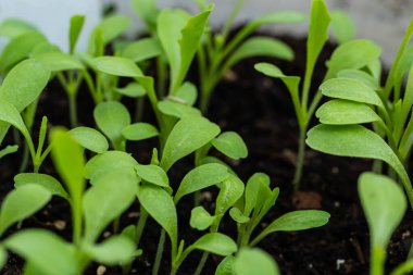 Toprakta filizlenen genç bitkilerin en üst görüntüsü. Tohumlar açık alana ekilmeden önce hazırlanır. Karanlık bir arka planda taze filizler.