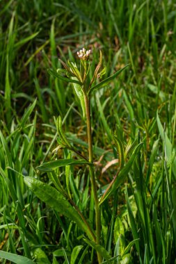 Capsella bursa-pastoris, çoban çantası olarak bilinir. Tarım ve bahçe ekinlerinde yaygın ve yaygın bir ot. Doğal ortamda tıbbi bitki.