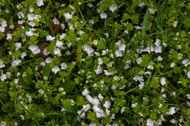 Mavi çiçekler Veronica Chamaedry güneşli bir havada bir çayıra yakın..
