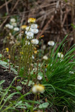 Bahar ortası. Coltsfoot, Tussilago çiçek açtı ve tohum vermeye başladılar. Yumuşak yarasaların oluşumu.