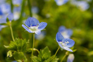 Mavi çiçekler Veronica Chamaedry güneşli bir havada bir çayıra yakın..