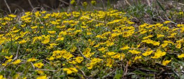 Potentilla neumanniana sarı çiçekli bir çalıdır..