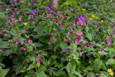 Baharda parlak Pulmonaria çiçeği. Ciğerotu. Bir seferde menekşenin farklı tonlarında çiçekler. Bal bitkisi İlk bahar çiçeği. Boraginaceae ailesinden Pulmonaria officinalis.