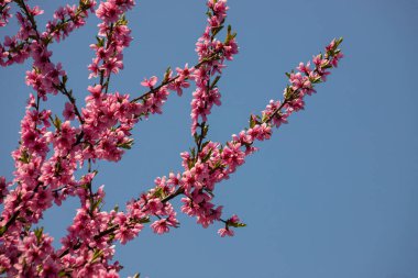 Şeftali ağacı, bulanık arkaplan. Baharda çiçek açan, pembe çiçekli bir ağaç. Bahar bahçesinin güzelliği, bahar konsepti.