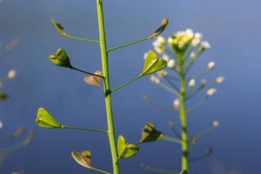 Capsella bursa-pastoris, çoban çantası olarak bilinir. Tarım ve bahçe ekinlerinde yaygın ve yaygın bir ot. Doğal ortamda tıbbi bitki.