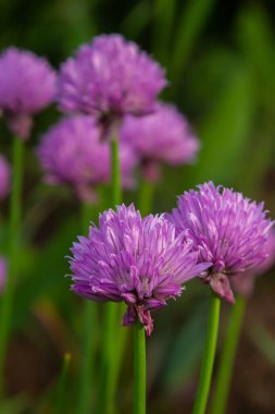 Yenilebilir frenk soğanları üzerindeki mor tomurcukların ve çiçeklerin yakın görüntüsü allium schoenoprasum.
