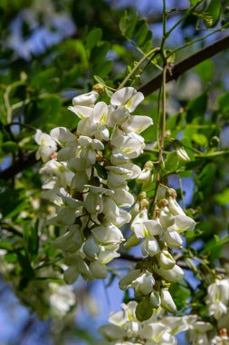 Robinia psödoacia 'nın bol çiçekli akasya dalı, sahte akasya, yakın plan siyah çekirge. Yumuşak ama kokulu bal için nektar kaynağı. Çekirge ağacı çiçeği - Robinia psödoacia.