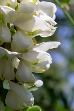 Robinia psödoacia 'nın bol çiçekli akasya dalı, sahte akasya, yakın plan siyah çekirge. Yumuşak ama kokulu bal için nektar kaynağı. Çekirge ağacı çiçeği - Robinia psödoacia.