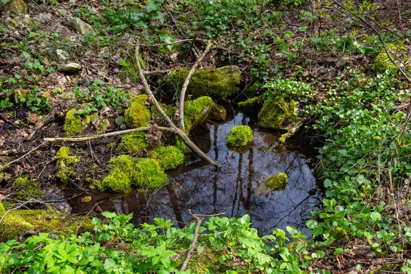 Orman parkındaki bir nehir. Bitkiler, yosunlar, yeşil çimenler. Sudaki yansımalar. İlkbahar, yazın başı. Çevre iklimi ekosistemleri, saf doğa. Idyllic manzara. Yüksek açı görünümü.