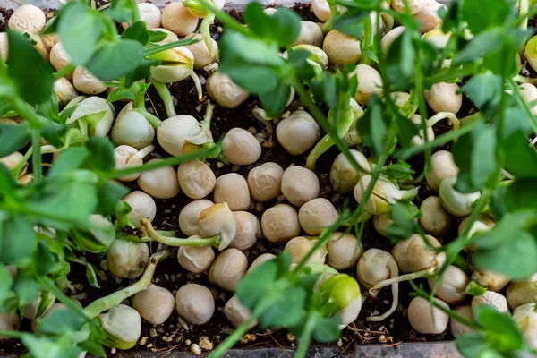 stock image Fresh micro greens growing peas sprouts for healthy salad. Fresh natural organic product.