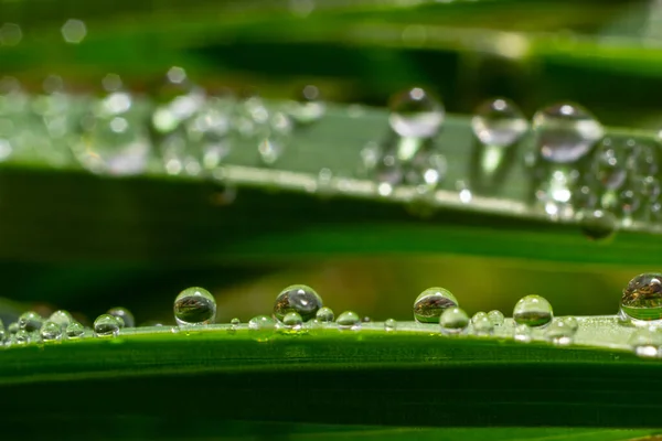 Vízcseppek Zöld Fűre Reggeli Harmat Öntözőnövények Nedvesség Cseppek Leveleken Eső — Stock Fotó