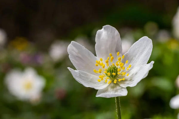 Die Vielen Weißen Wildblumen Frühlingswald Blühen Schönheit Natur Natürlich Sonniger — Stockfoto