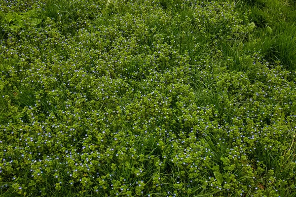 Letnie Tło Niebieskimi Kwiatami Veronica Chamaedrys Niebieski Kwiat Kwiat Zielonej — Zdjęcie stockowe