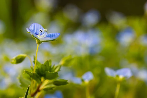 Kék Virágok Veronica Chamaedrys Közel Réten Napsütéses Időben — Stock Fotó