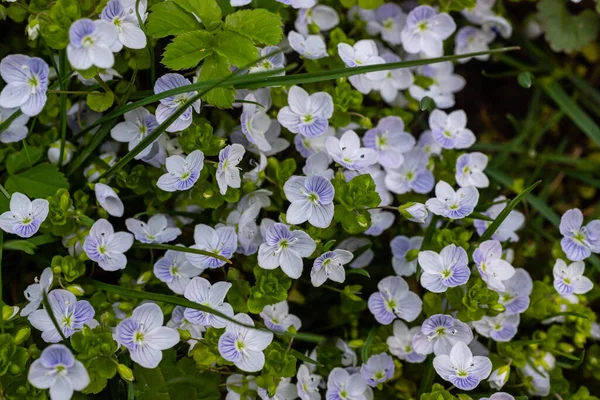 Veronica Chamaedry Nin Mavi Çiçekli Yaz Arkaplanı Yeşil Çimlerde Açan — Stok fotoğraf