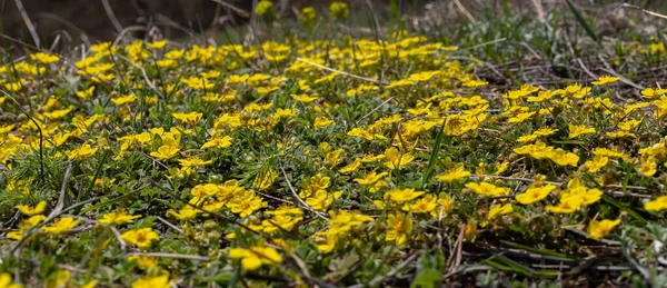 Potentilla Neumanniana Een Struik Met Gele Bloemen — Stockfoto