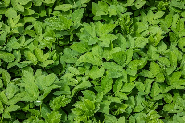 Folhas Verdes Para Fundo Textura Natureza Conceito Primavera Proteção Ambiental — Fotografia de Stock