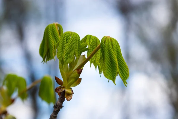 Bulanık Arkaplanda Yeni Yapraklar Olan Bahar Kestanesi Dalı — Stok fotoğraf