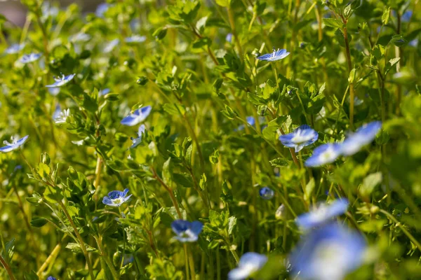 Літній Фон Блакитними Квітами Вероніка Камедріс Блакитна Квітка Розквітає Зеленій — стокове фото