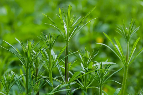 Cleavers Galium Aparine Have Been Used Traditional Medicine Treatment Disorders — Stock Photo, Image