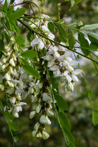 Overvloedige Bloeiende Acacia Tak Van Robinia Pseudoacacia Valse Acacia Zwarte — Stockfoto