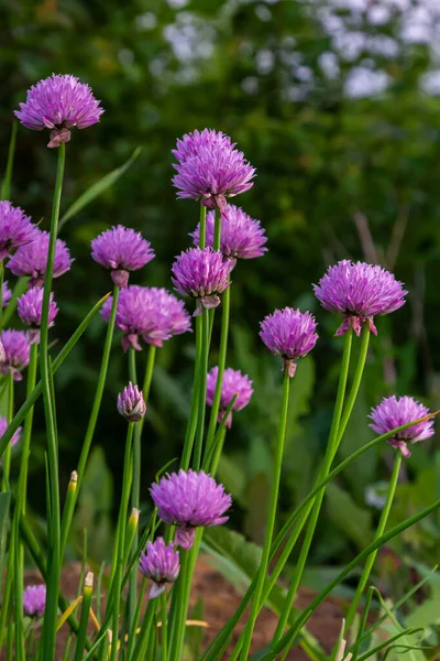 Nahaufnahme Von Auftauchenden Lila Knospen Und Blüten Essbaren Schnittlauchpflanzen Allium — Stockfoto