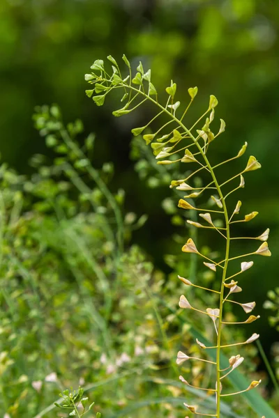 라부르사 파스토 목자의 가방으로 알려져 있습니다 농작물에는 일반적으로 잡초가 자연환경에 — 스톡 사진