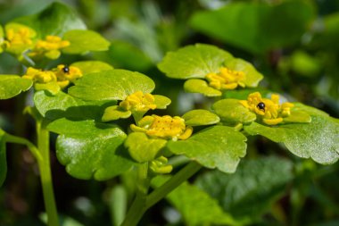 Yumuşak kenarlı, çiçek açan Golden Saxifrage Chrysosplenium alternifolium. Seçici odaklanma. İyileştirici özelliği var. Sarı pınar Küçük çiçekler.