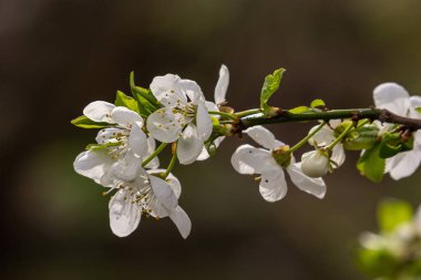 Mavi gökyüzünün altındaki ağaçtaki erik çiçeklerinin güzel dallarının seçici odak noktası, ilkbahar mevsiminde güzel Sakura çiçekleri, çiçek deseni, doğa arka planı..