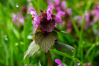 Deaf nettle blooming in a forest, Lamium purpureum. Spring purple flowers with leaves close up.