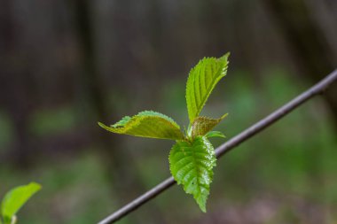 Hornbeam yaprağı güneşte. Taze yeşil yapraklı Hornbeam ağacı dalı. Güzel yeşil doğal arka plan. Bahar yaprakları.