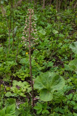 Tereyağı enfeksiyonu, veba otu, Petasite melezi. Çiçek, normal yağ. Çiçek açan bir kelebek Petasites çayırdaki melez çiçek.