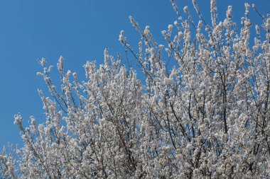 Mavi gökyüzünün altındaki ağaçtaki erik çiçeklerinin güzel dallarının seçici odak noktası, ilkbahar mevsiminde güzel Sakura çiçekleri, çiçek deseni, doğa arka planı..