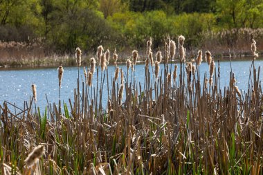 Tırmık kuyrukları nehir kenarındaki Typha latifolia 'ya hücum ediyor. İlkbaharın başındaki karlı arka planda çiçek açan tırtıl kuşlarının kapanışı. Tüylü kuyruk çiçekleri ve tohum başları.