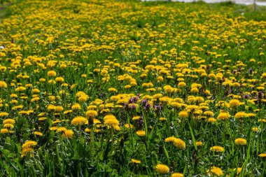 Karahindiba çiçeği olarak bilinen Karahindiba Taraxacum, çakıl yollarında da gelişebilen öncü bir bitki ve hayatta kalma sanatçısıdır. Güzel Taraxacum çiçeği yeşil bir bahçede.