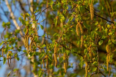 Nehir huş ağacında çiçek açan sarı Catkins 'in yakın görüntüsü baharda mavi gökyüzü arka planıyla betula nigra.