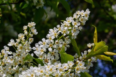 Çiçekli kuş kirazı, bahar doğası arka planı. Yeşil dallarda beyaz çiçekler. Prunus padus, böğürtlen, böğürtlen ya da mayday ağacı olarak da bilinir..