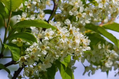 Çiçekli kuş kirazı, bahar doğası arka planı. Yeşil dallarda beyaz çiçekler. Prunus padus, böğürtlen, böğürtlen ya da mayday ağacı olarak da bilinir..