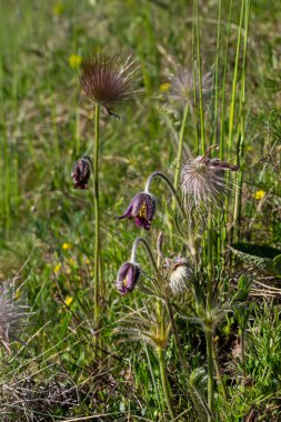 Pulsatilla pratensis, the small pasque flowe. Poisonous plant under nature protection.