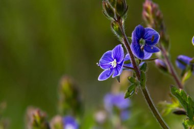 Alman hız kuyusunun parlak mavi çiçeklerine yaklaşan Veronica Chamaedrys ilkbaharda çayırda, güneşli günde, doğal ortamda yetişiyor..