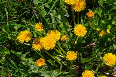 Karahindiba Taraxacum yakın çekim. Sarı çuha çiçeği. Parlak bahar arkaplanı. Sığ alan derinliği, makro.